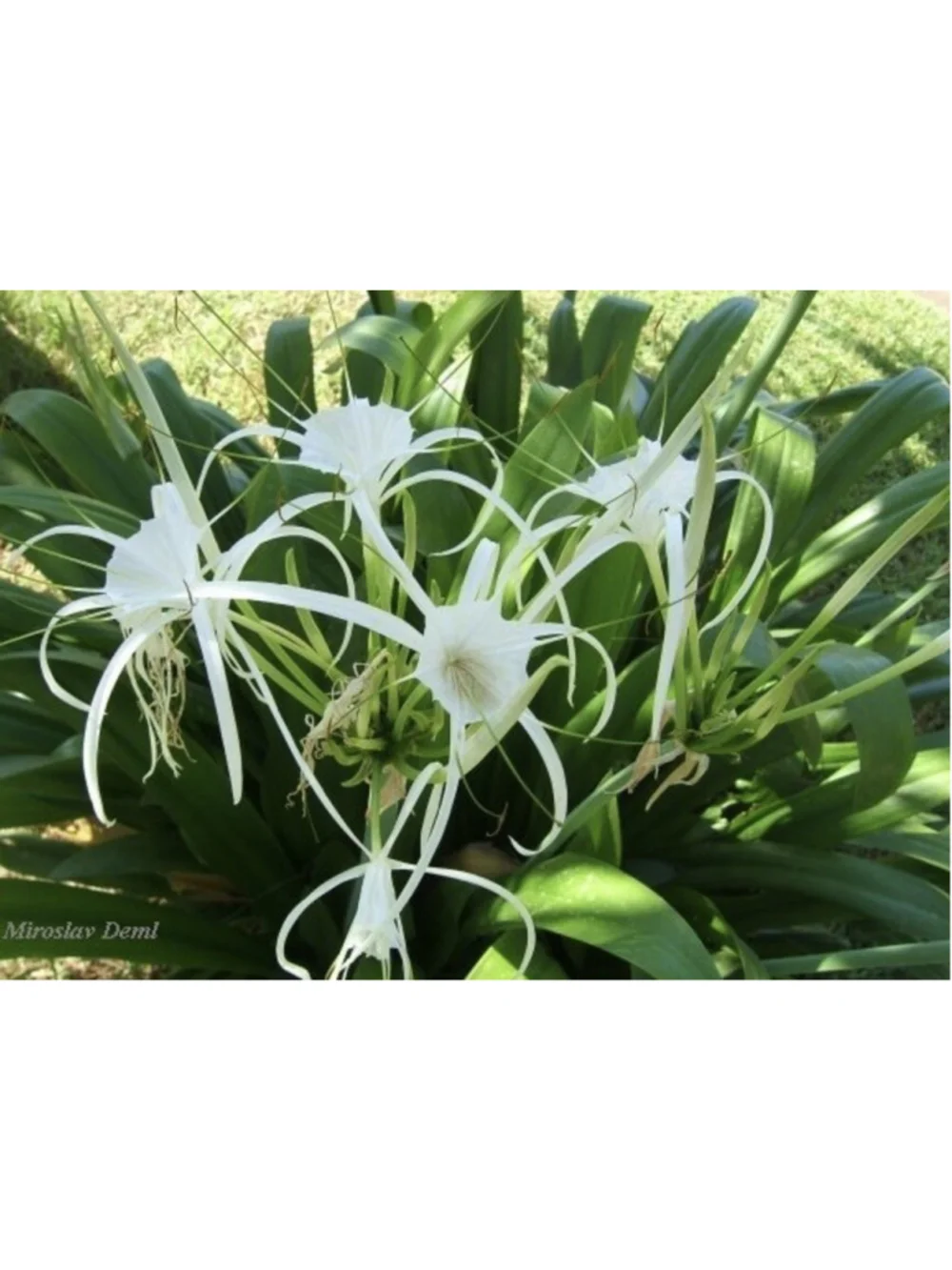 30 Bulbs NO Foliage BEACH SPIDER LILY BULBS (Hymenocallis Littoralis) POLLINATOR - Picture 1 of 6